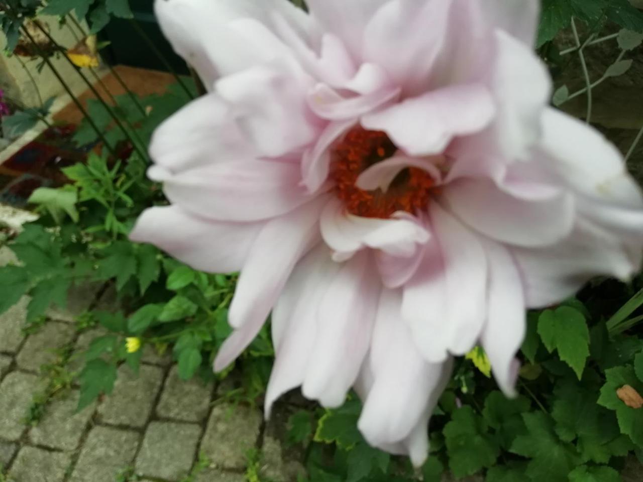 La Mirabelle-Casteil Country House Guest House Bagian luar foto