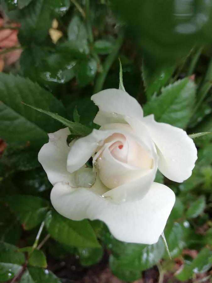 La Mirabelle-Casteil Country House Guest House Bagian luar foto